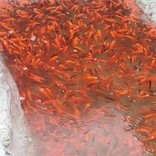 پخش عمده ماهی قرمز