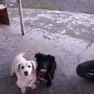 اشپیتز تریر.واگذاری رایگان