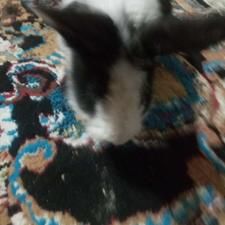 خرگوش یکماهه