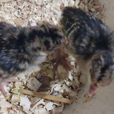 جوجه بوقلمون