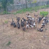 40 تا اردک بکبکی