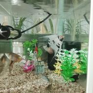 فروش اکواریوم آماده 12 لیتری