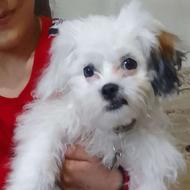 واگذاری سگ ماده