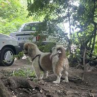 سگ پیکینیز امپریال نژاد دار ماده واگذار