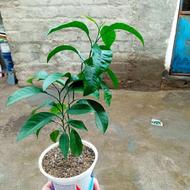 فروش دو نهال پرتقال