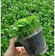 پیش فروش سبزه نارنج