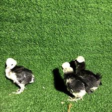 جوجه لهستانی