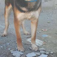 پیت بول نر یکساله با 2 تا توله ژرمن