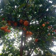 حدود 500 کیلو پرتقال خونی رو درخت