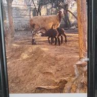 گوسفند میش دوقلوزا با بره