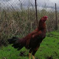 فروش جوجه خروس لاری