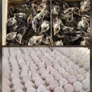 تخم نطفه دار بوقلمون برنز