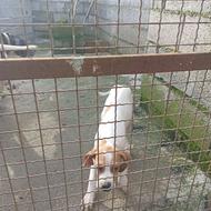 سگ شکاری پوینتر انگلیس واگذار