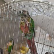 گرینچک مولد