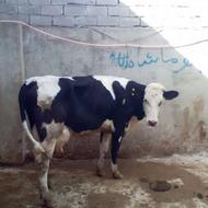 فروش4گاو صنعتی شیر بالا