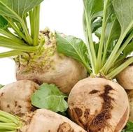 چغندر برای دام