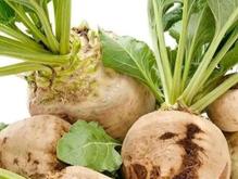 چغندر برای دام در شیپور