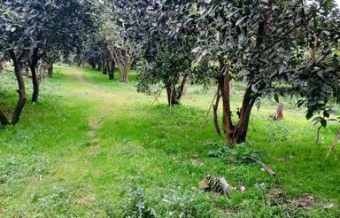 فروش باغ درخت مرکبات