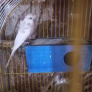 مرغ عشق البینودستی دانه ای 250