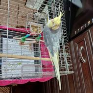 عروس هلندی نر12ماهه آماده جفت گیری(قیمت توافقی)