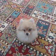 واگذاری سگ پامر خرسی واکسن خورده خانگی