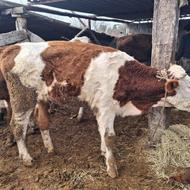 گوساله سیمینتال ماده