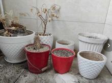 گلدان سفالی در شیپور