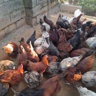 تعدادی مرغ و خروس گلپایگان برای فروش دارم.