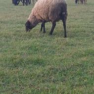 فروش یک عدد رومانوف آبستن شیرکر