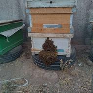 زنبور عسل کارنیکا