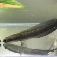 ماهی چانا یلو مارو