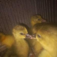 جوجه غاز 3روزه