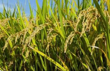 فروش زمین کشاورزی 1000 متر در پایین دسته رکن کلا