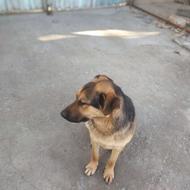 واگذاری سگ تمیز