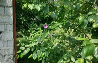 فروش زمین باغی