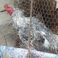 کوکو 2ساله مادرش هندی پدرش