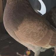 کبوتر پرشی.