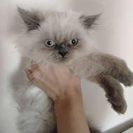 بچه گربه هیمالیایی