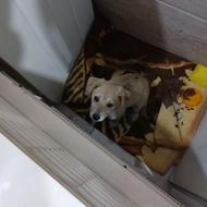 واگذاری توله سگ زیبا