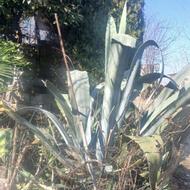 فروش کاج مطبق وسیکاس و برگ بو