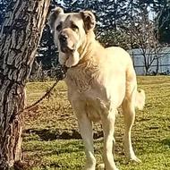 واگذاری ماده سراب زات قدیم