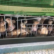 بلدرچین وتخم بلدرچین