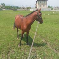 فروش‌اسب‌نریان‌