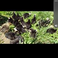 فروش جوجه بوقلمون یه هفته ای زیر پر در اومده درشت و سرحال