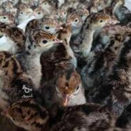 فروش جوجه بوقلمون یه هفته ای زیر پر در اومده درشت و سرحال