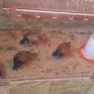 فروش قرقاول آمریکایی