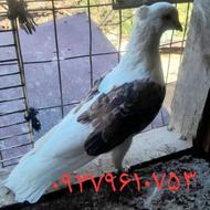 کبوتر یا کفتر دوکت یا پشدار