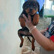 سگ روتوالیر واگذاری