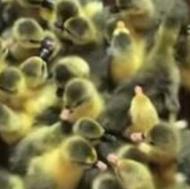 فروش جوجه غاز یک روزه