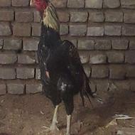 خروس لاری تاج مهر یک سال قابل تست بیار پا انداختم نسل فول